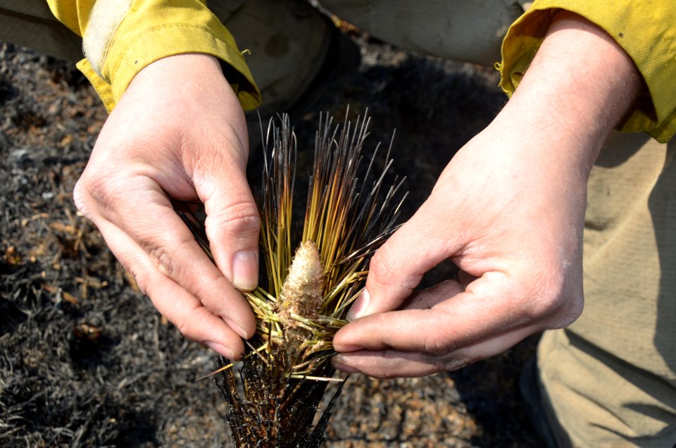 Controlled burn to restore mountain longleaf pine in northwest Georgia - 170317-FS-Chattahoochee-Oconee-SB-056