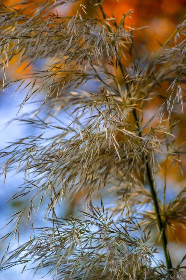 Plant blossom bloom