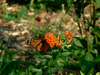 Monarch on Butterflyweed photo