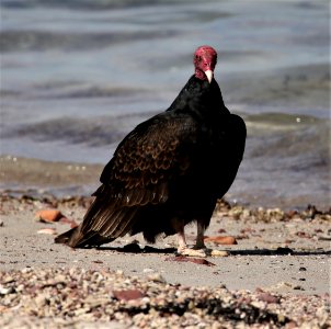 Turkey Vulture Baja best