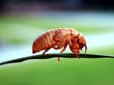 Cicada shell - Brood XIX