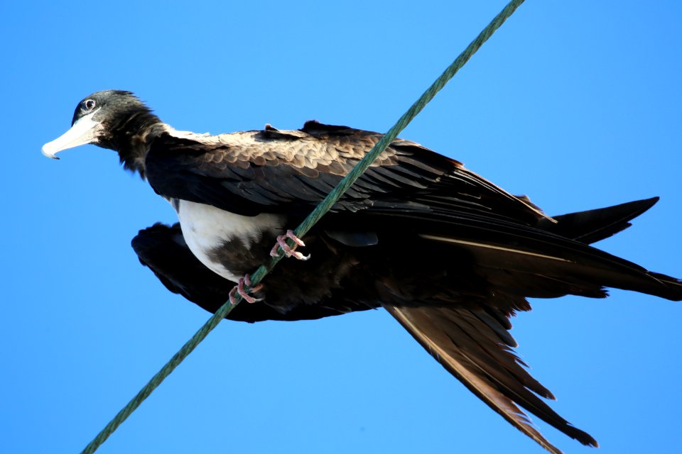 Magnificent Frigatebird best in Baja on wire (1)