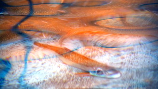 A lake trout swims in the pond.