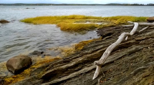 Driftwood at Great Bay National Wildlife Refuge