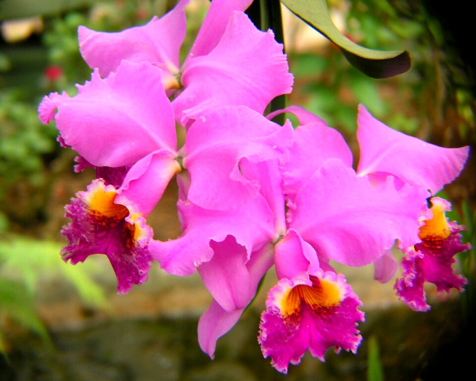 Flowers petals pink