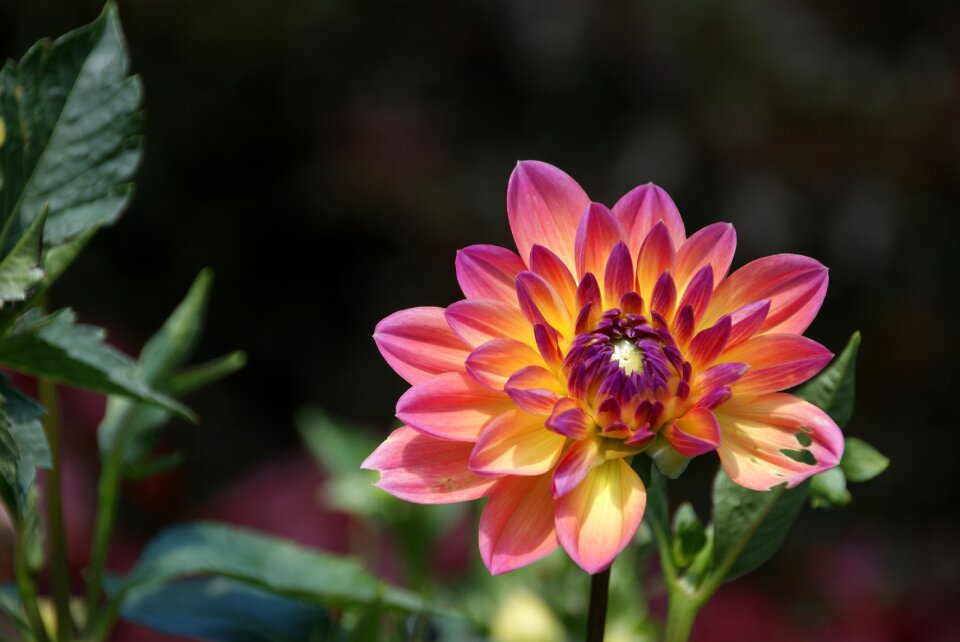 Flower bloom petal photo