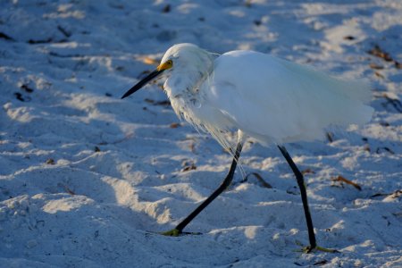 Pass-A-Grille Beach