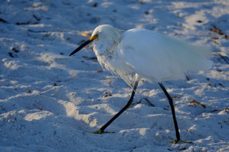 Pass-A-Grille Beach photo