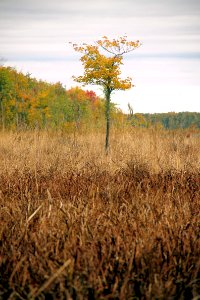 Long Marsh Channel 2016 (1)