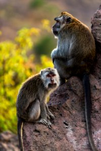 monkey1