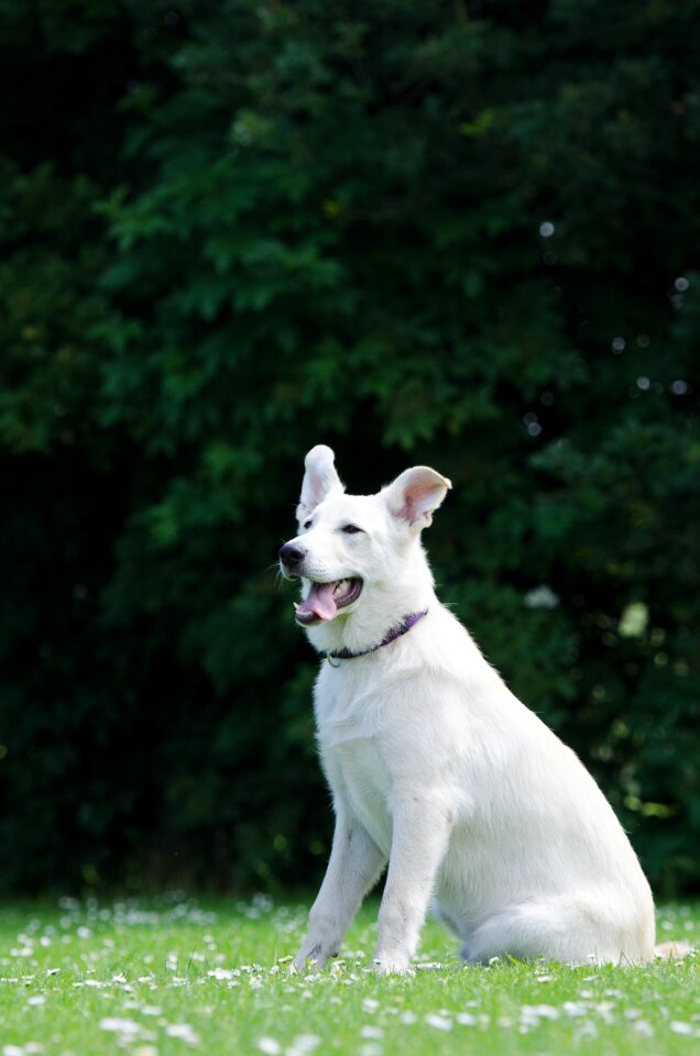Young dog swiss shepherd dog schäfer dog