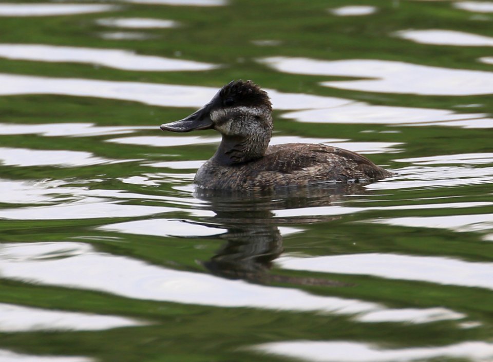 Ruddy Duck female best  Baja January (2)