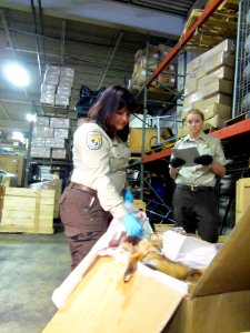 An inspection of a legal shipment of wildlife pelts. Credit:: Catherine J. Hibbard/USFWS photo