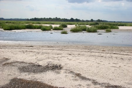 Salt Marsh at Prime Hook NWR photo