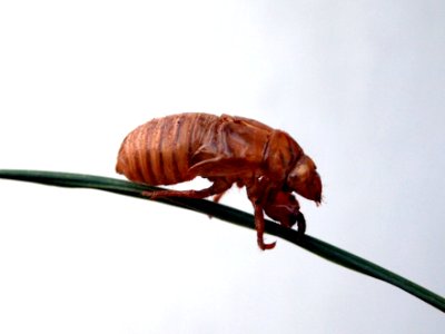 Cicada shell - Brood XIX