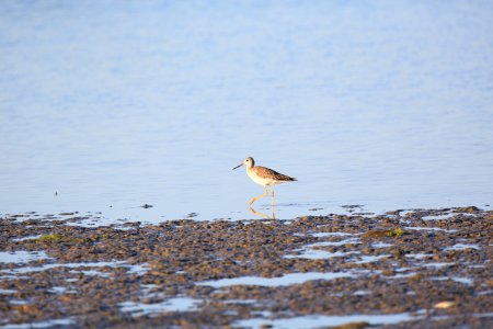 Greater Yellowlegs best Baja Janin Baja in Jan (10)