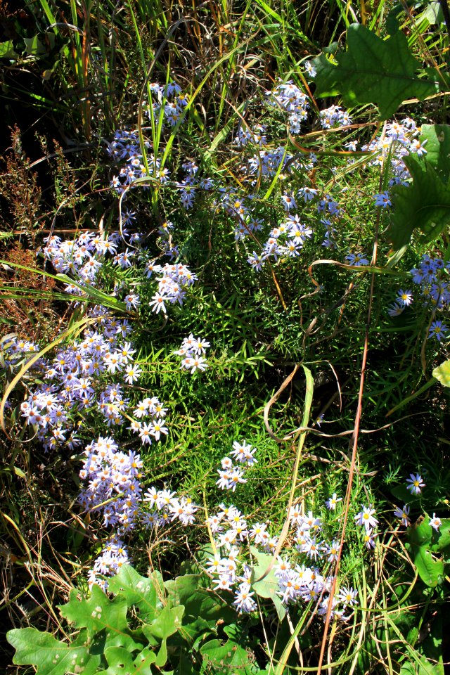 Flaxleaf Whitetop Aster
