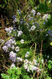 Flaxleaf Whitetop Aster