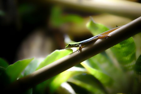 Lézard - Lizard