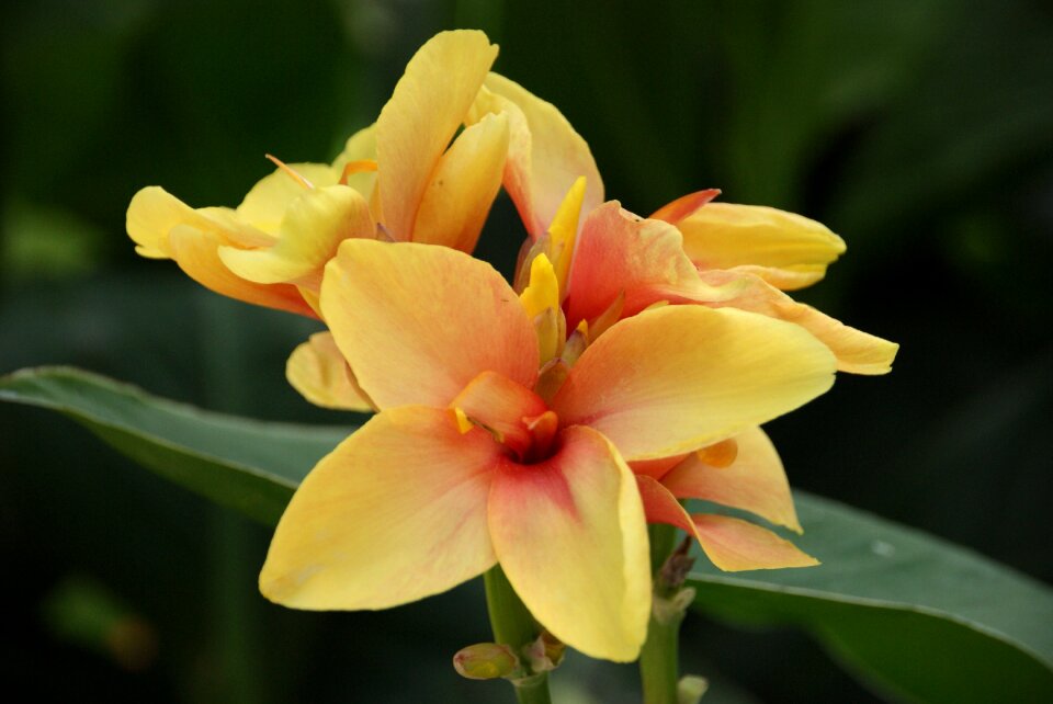 Flower tropical lily
