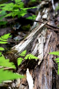 Forest Floor- Fern and Decomposition B