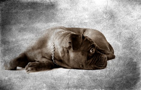 Animal mammal french mastiff photo