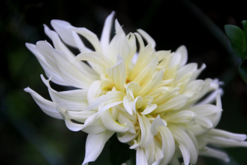 Flor, flors