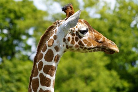 Bedfordshire animal nature