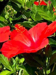 Hibisc de la Xina
