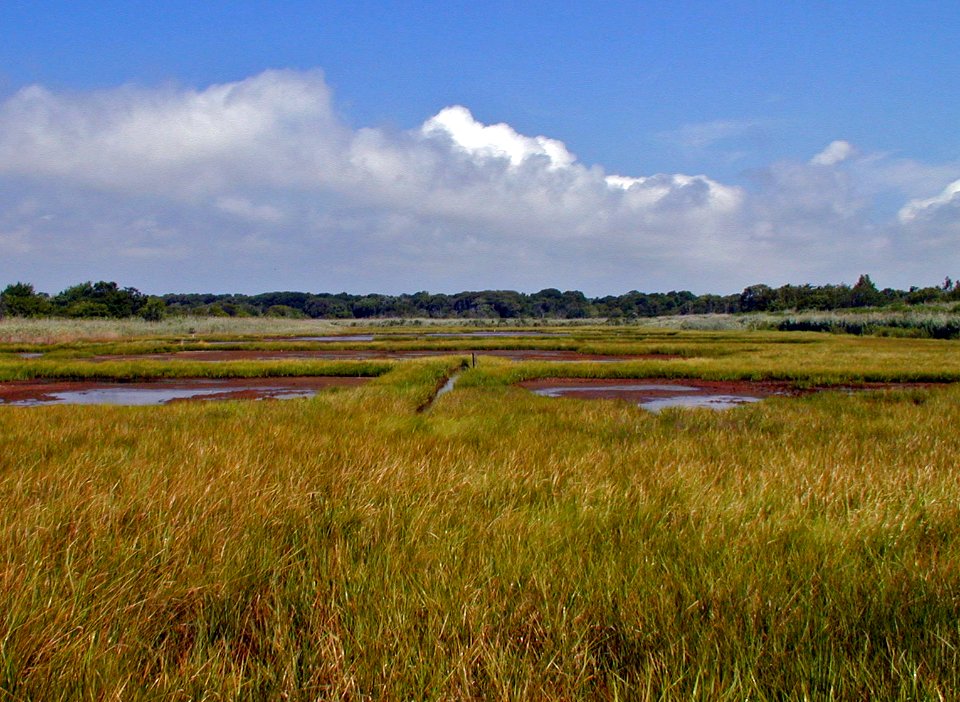 Seatuck marsh