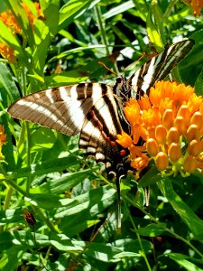 Zebra Swallowtail on Butterflyweed photo