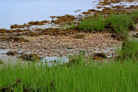 Fiddler crabs photo