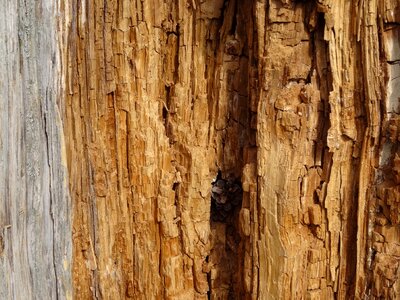 Log inner annual rings