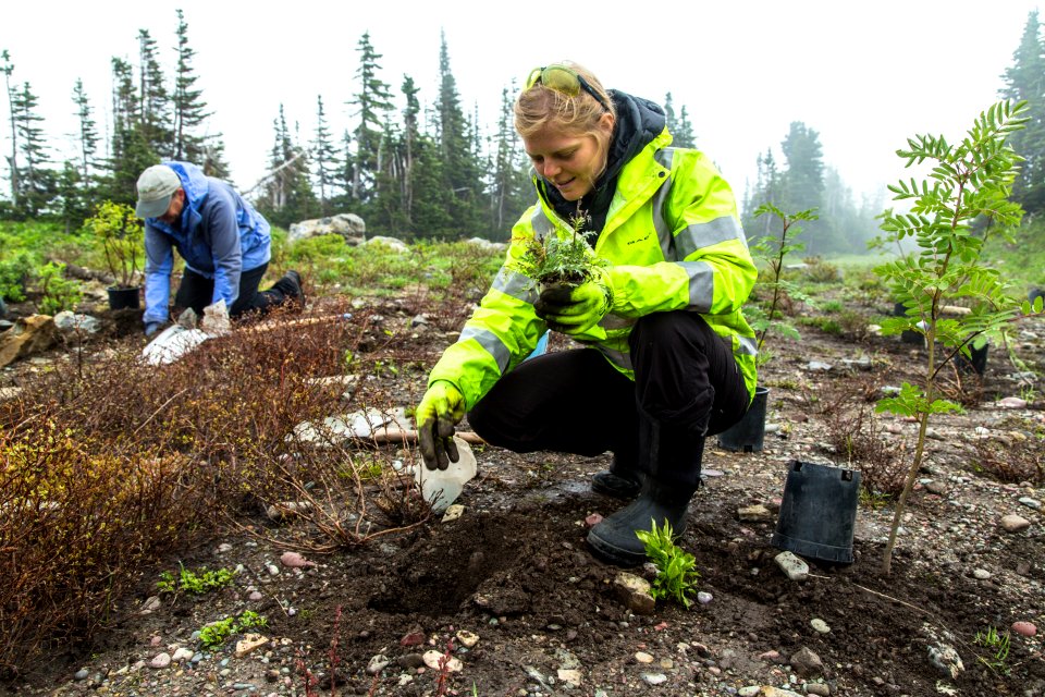 Volunteer Group Planting at Logan Pass 23