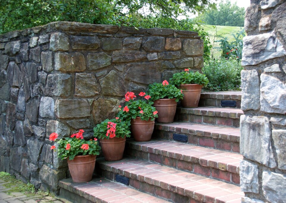 Steps geraniums summer plant