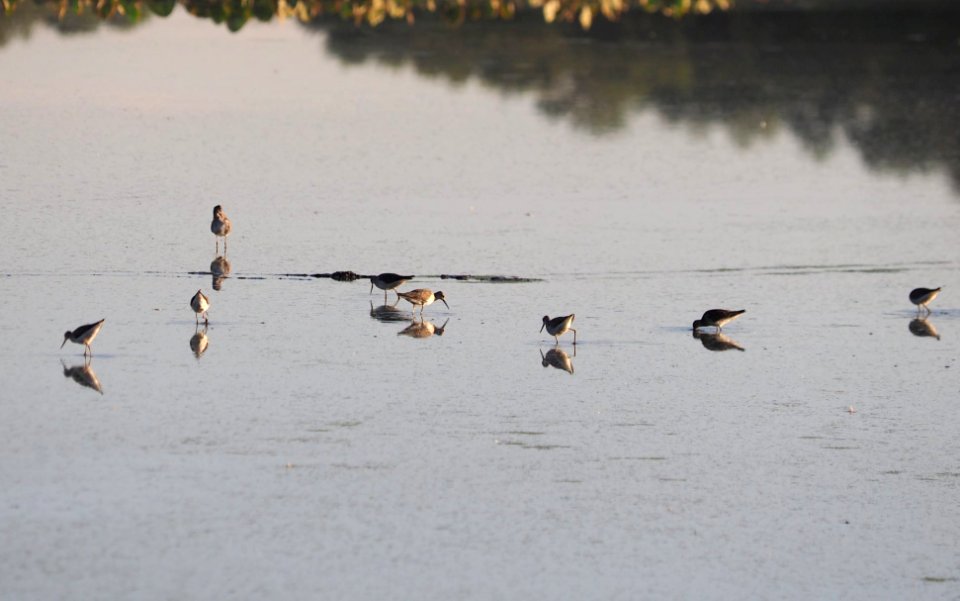 Lesser Yellowlegs