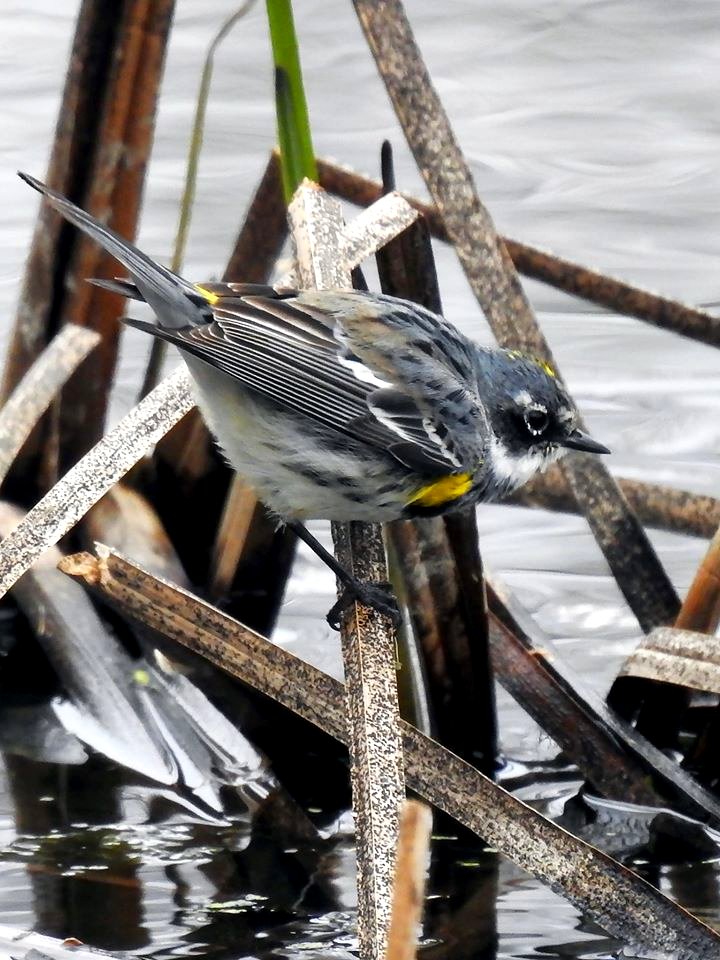 Yellow-rumped Warbler