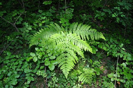 Fern forest mountain photo