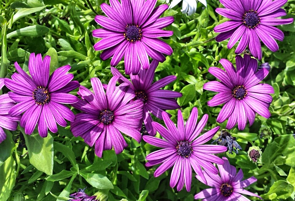 Floral petal blossom