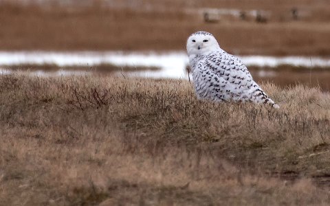 Snowy Owl