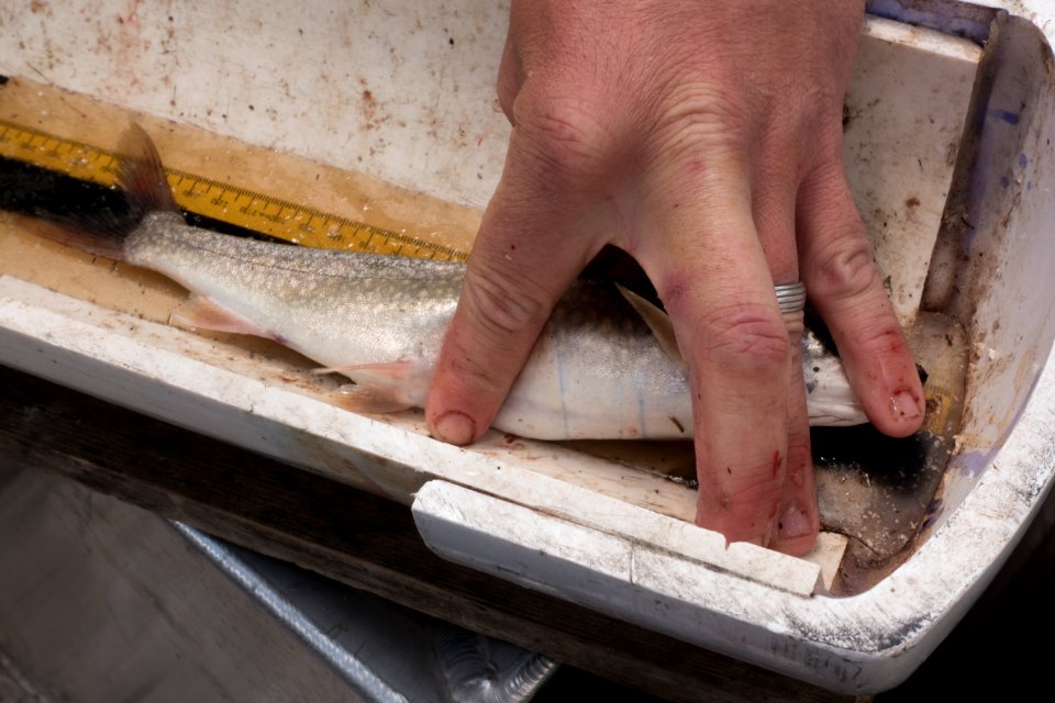 Quartz Lake Fish Project 06