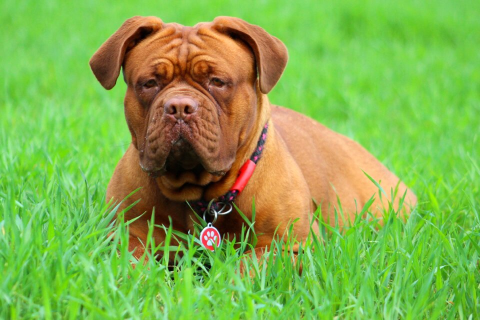 Animal mammal french mastiff