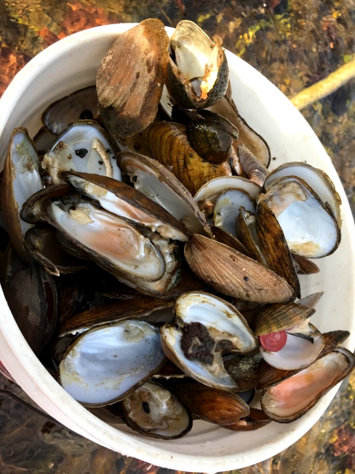 20180126 Kyles Ford dead mussel bucket