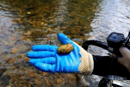Rough rabbitsfoot mussel
