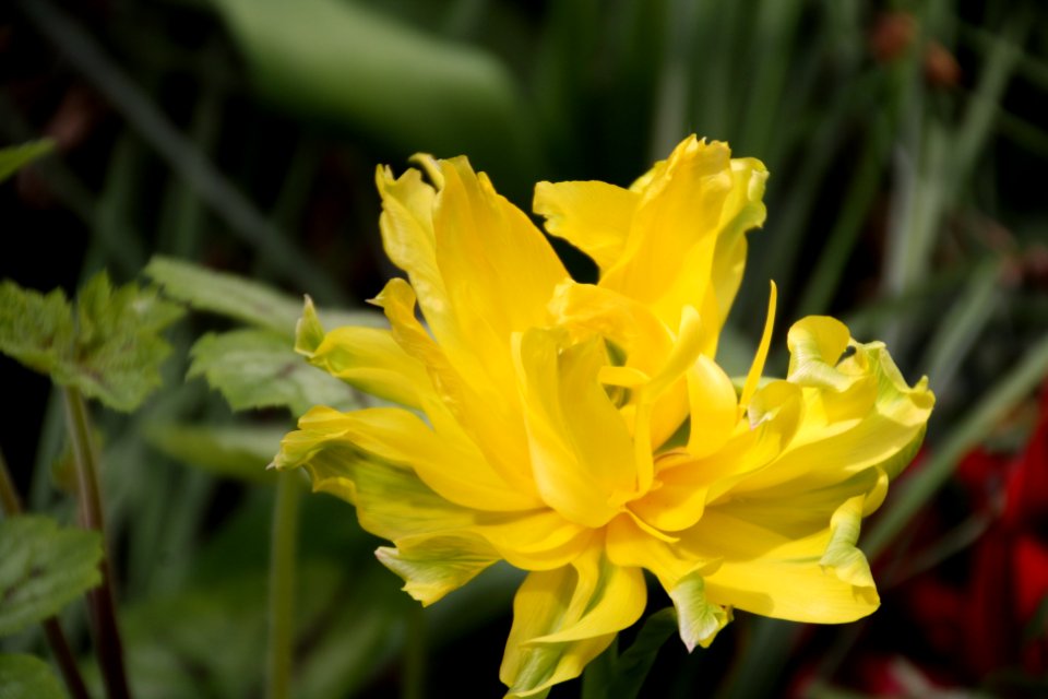 Flor groga