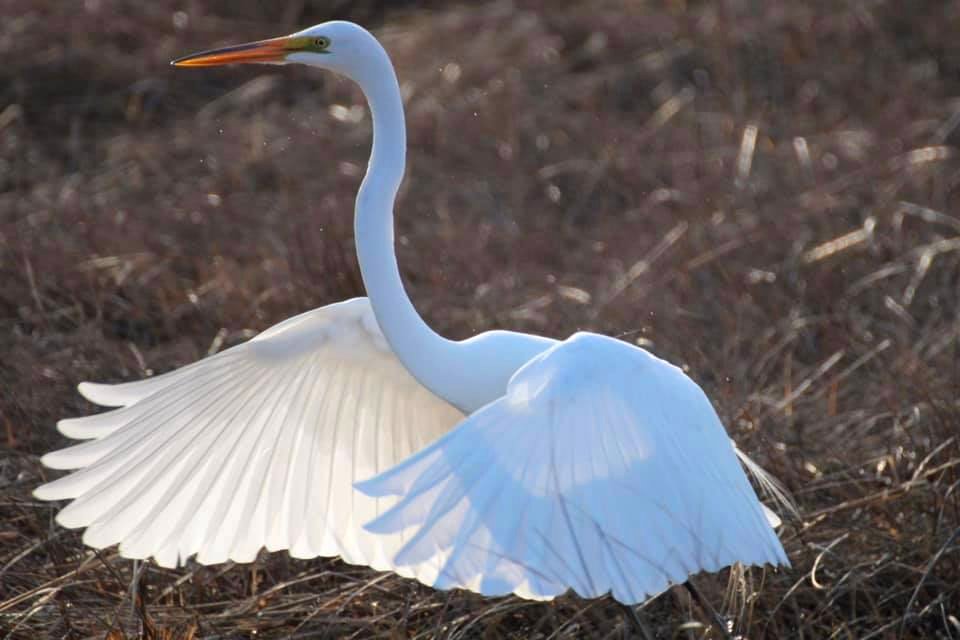 Great Egret flapping it's wings