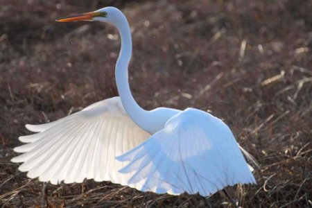 Great Egret flapping it's wings