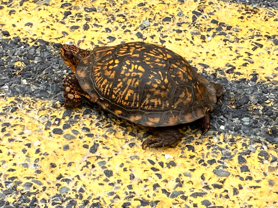 Box Turtle crossing road at Cherry Valley National Wildlife Refuge