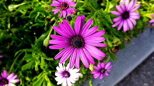 Floral petal blossom