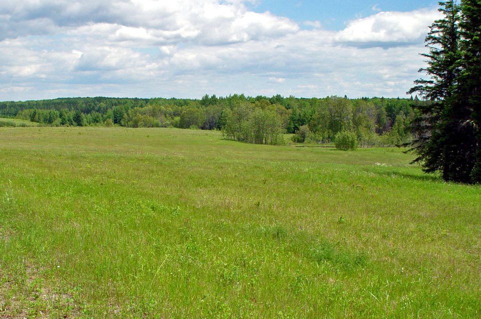 Field